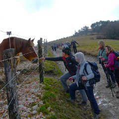 P1180247  Maneggio  Al Maso . Haflinger-Avelignese, sauro dorato.